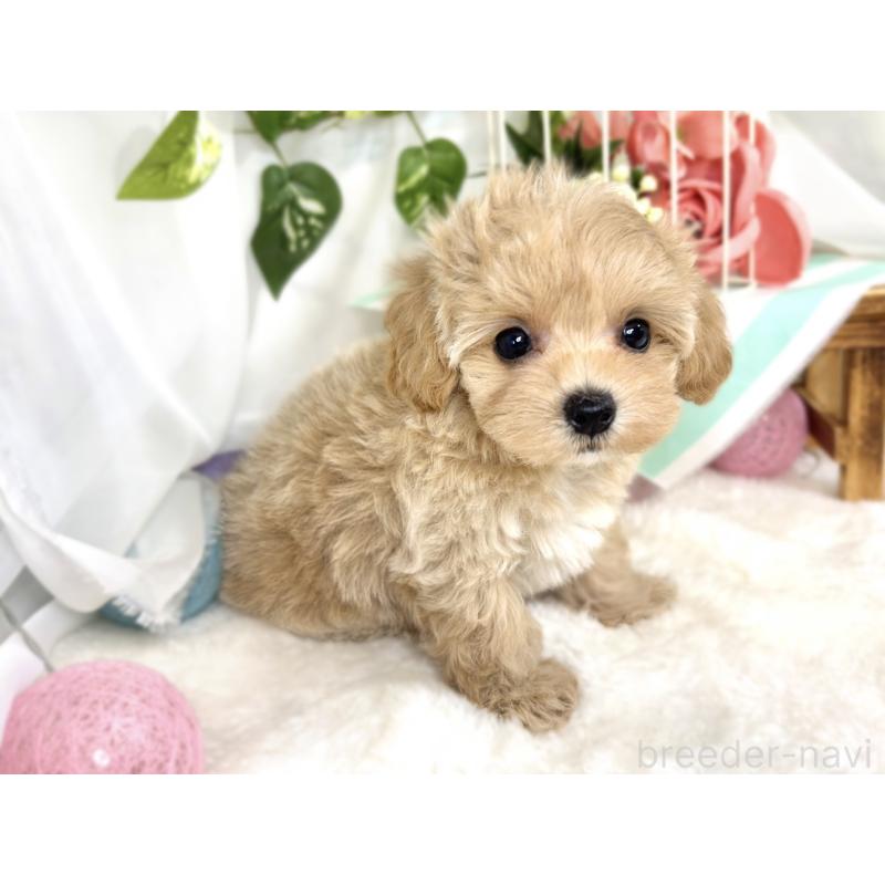 成約済の滋賀県のマルプー:マルチーズ×トイプードル-411757の2枚目